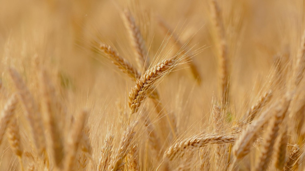 Nové odrůdy pšenice se snaží vypořádat také s teplotními výkyvy