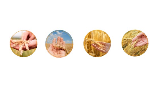čtyři dlaně drží klasy pšenice, žita, ječmene a tritikale