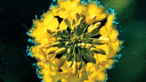 velký květ řepky olejky, po krajích s digitální modrou aurou, znázorňující inovativnost
