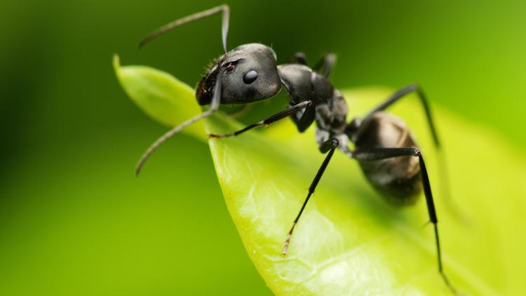 mravenec černý na listu - detail