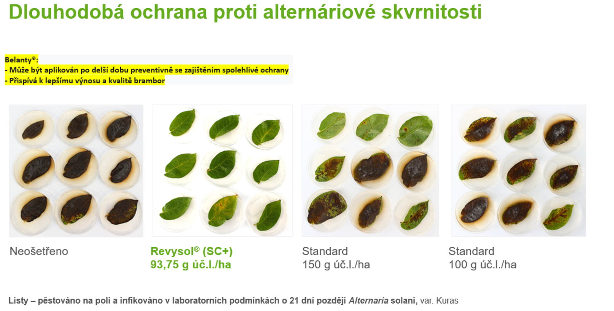 listy brambor v různé fázi napadení alternárií