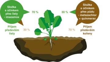 obrázek řepky v poli a naznačení příjmu účinných látek buď listy nebo přes půdu