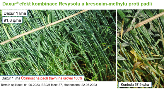 zdravější parcela je ošetřená Daxurem, pravá kontrolní varianta jeví prožloutnutí a přítomnost padlí