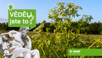 Věděli jste, že Sokratův vrah roste na okrajích polí?