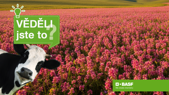 dobytek a vičenec jako krmivo