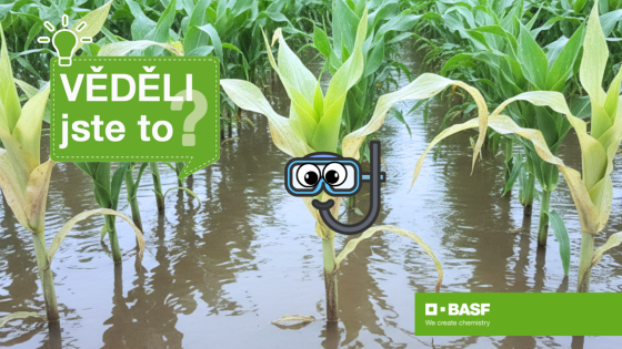 rostlina kukuřice s potápěčským vybavením