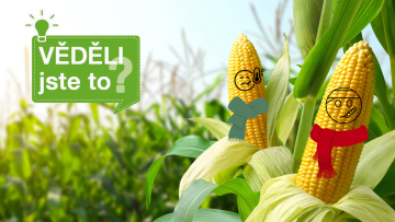 Věděli jste, že plodiny také dostávají "rýmu"?