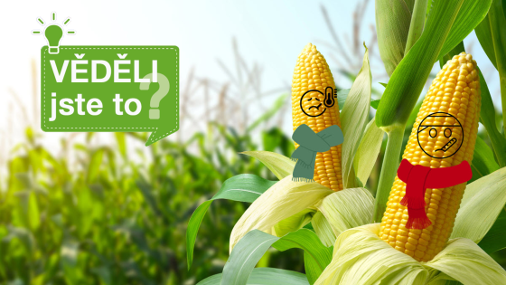 rostliny kukuřice mají domalované šály a výrazy nachlazených pacientů