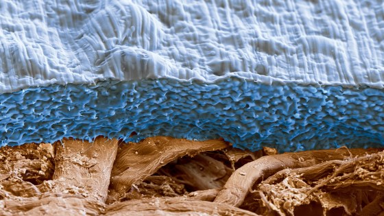 snímek z elektronového mikroskopu ukazuje různé vrstvy matariálů, Ecovio pokrývá celulózu