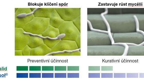 šipky s boscalidem a Revysolem, oba umí blokovat klíčení spor a Revysol ještě lépe zastavuje růst mycélií