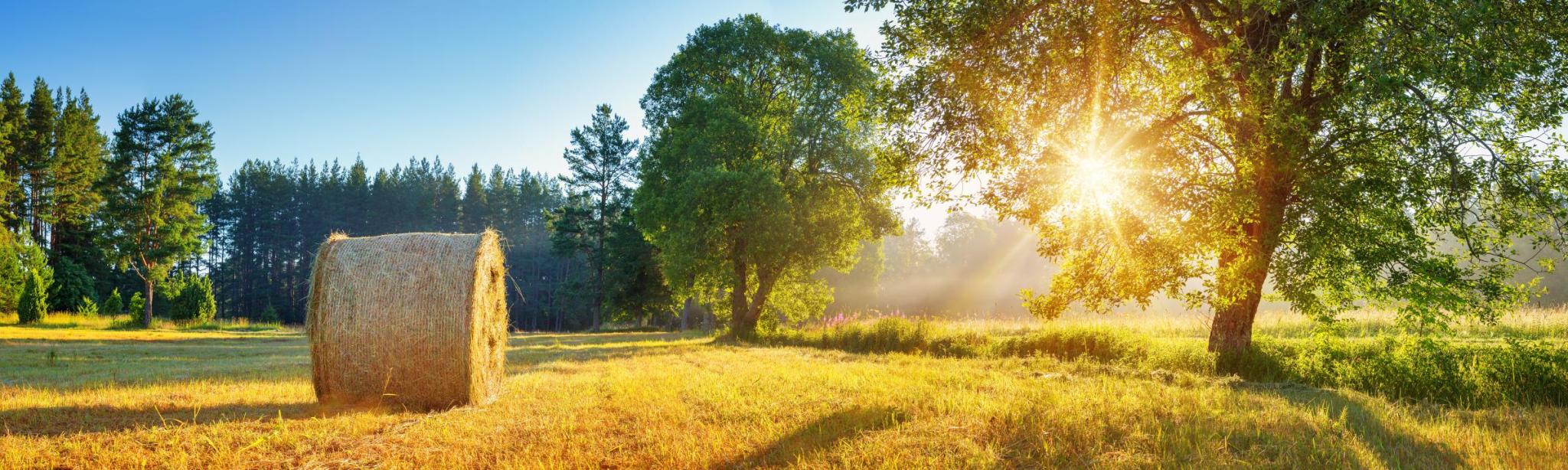 i milovníci tradičních hodnot dovedou ocenit fungující digitální nástroje na podzimní louku s balíkem sena svítí nízké slunce
