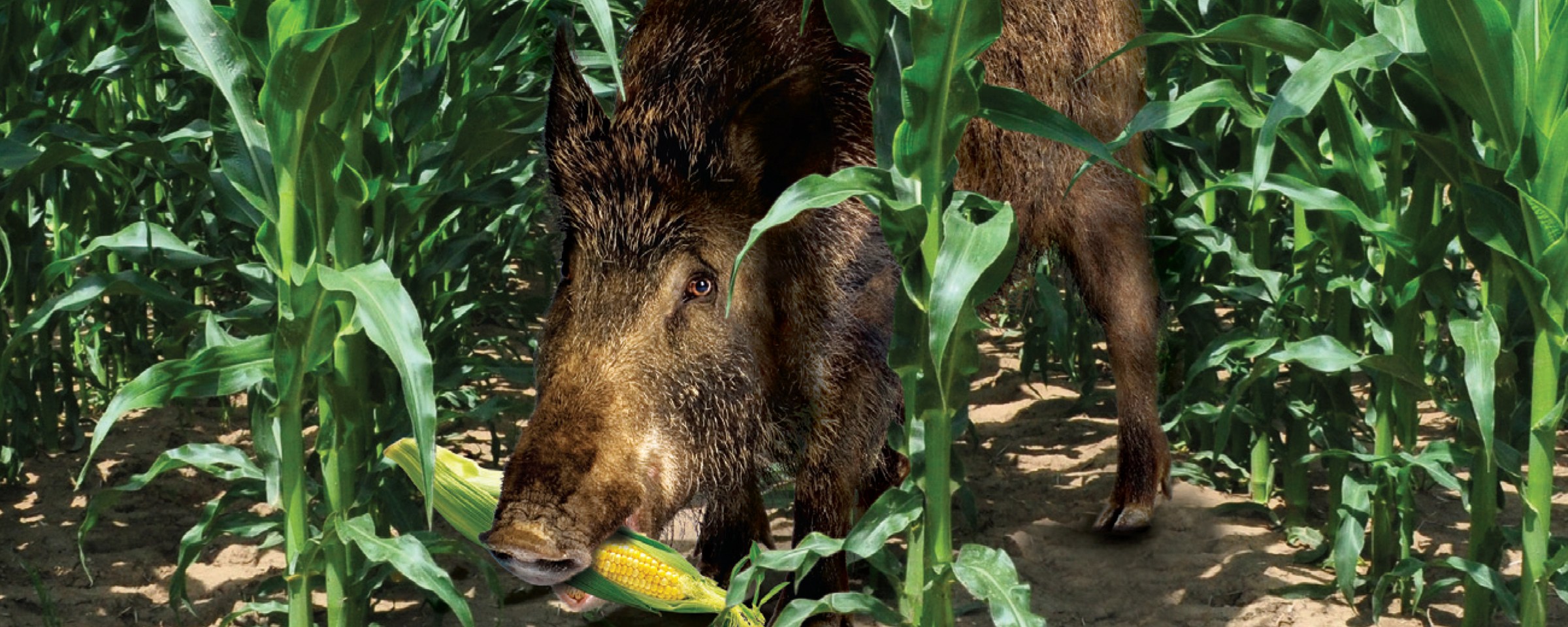 divočák v kukuřici