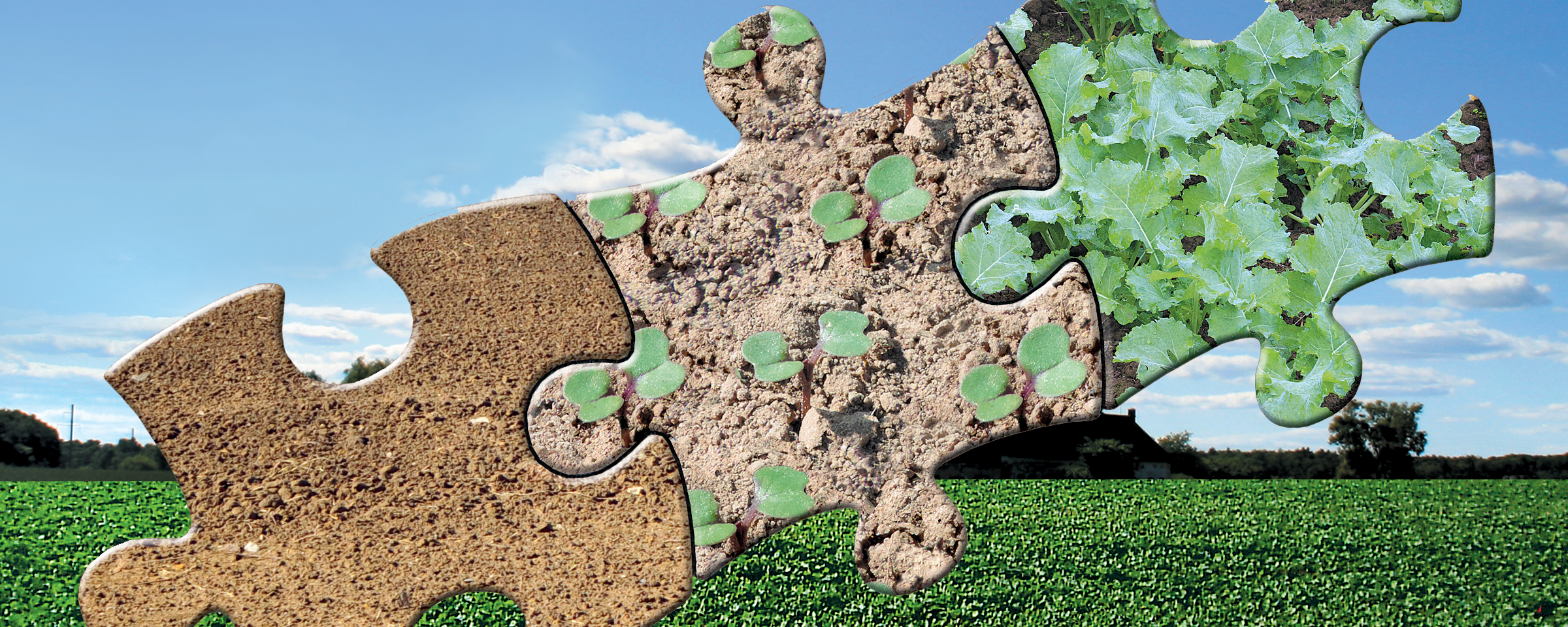 dílky skládačky puzzle obsahují obrázky z různých fází růstu řepky, samotnou půdu, rašení a pravé listy