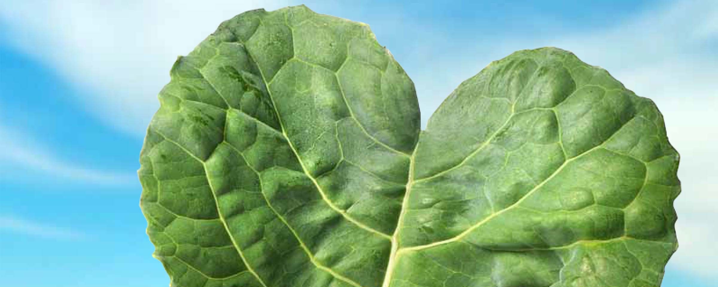 lístek řepky tvarovaný jako srdce s oblohou na pozadí