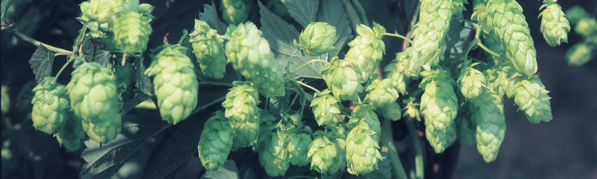 zelené chmelové šištice na rostlině chmele