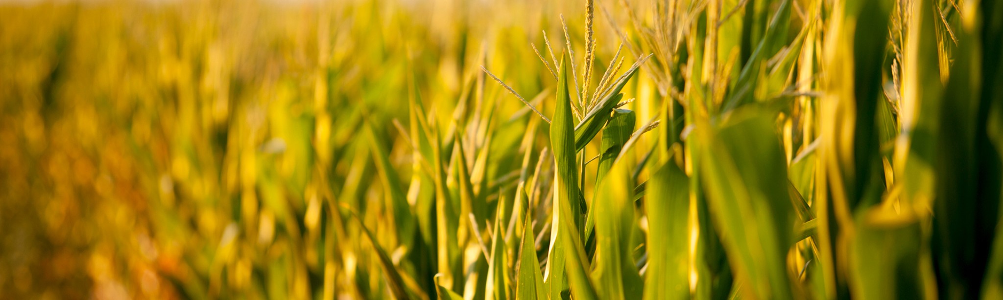 květ kukuřice v kukuřičném poli