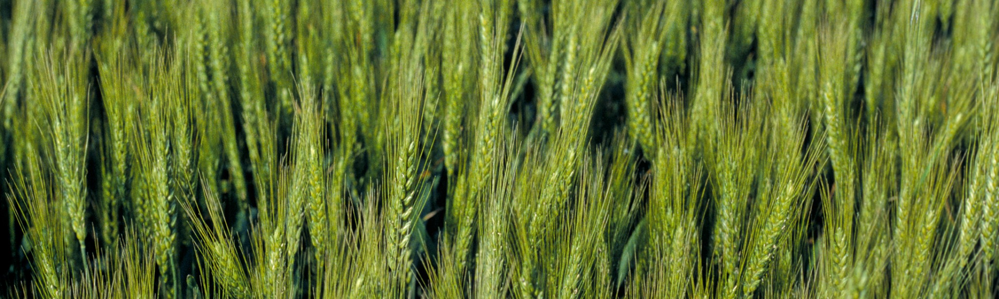 zelené klasy ječmene v poli jeden vedle druhého