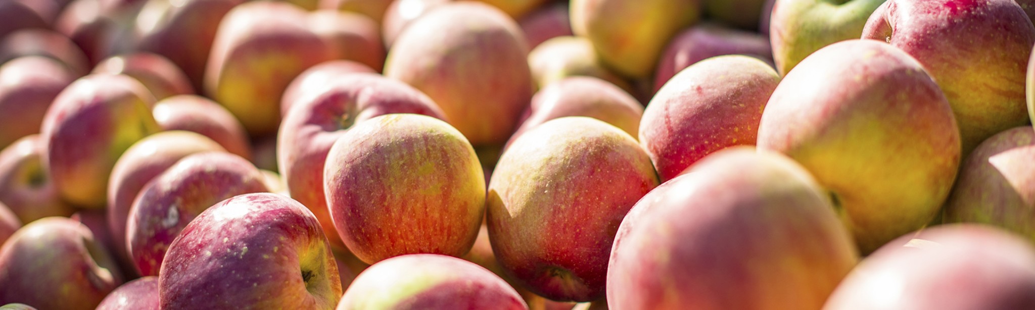 mnoho sklizených červenožlutých jablek ozářených slunkem