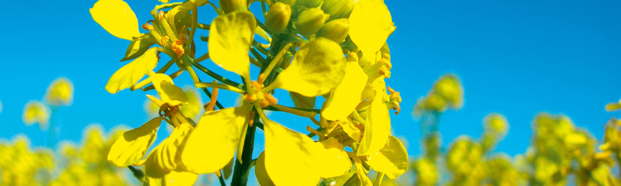pohled zblízka na žlutě květoucí rostlinu řepky, v pozadí blankytně modrá obloha