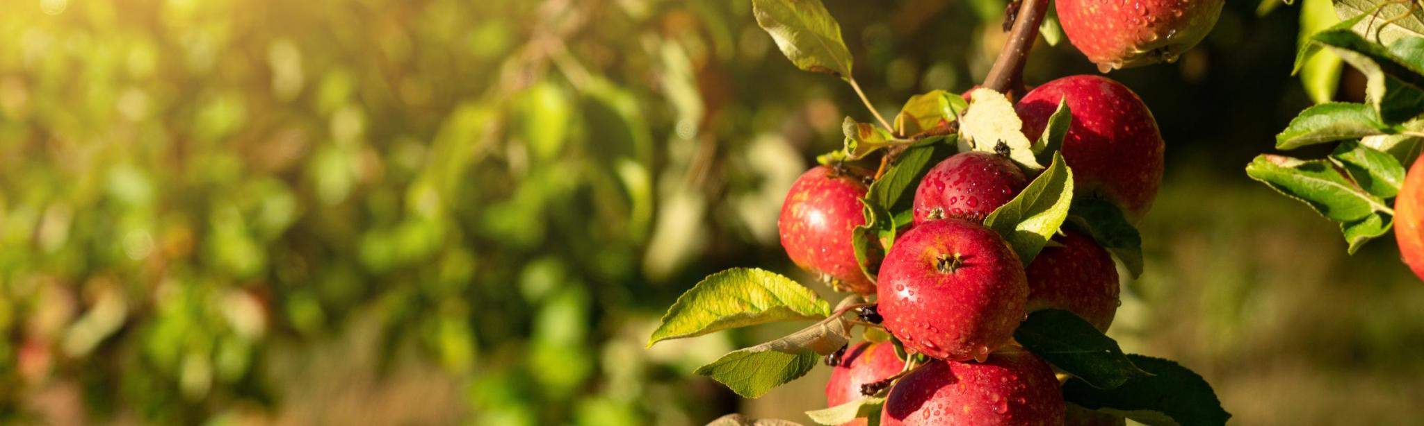 červená jablka ovlažená kapkami dozrávají v sadu