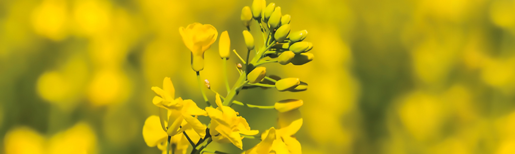 žlutě kvetoucí řepkové pole