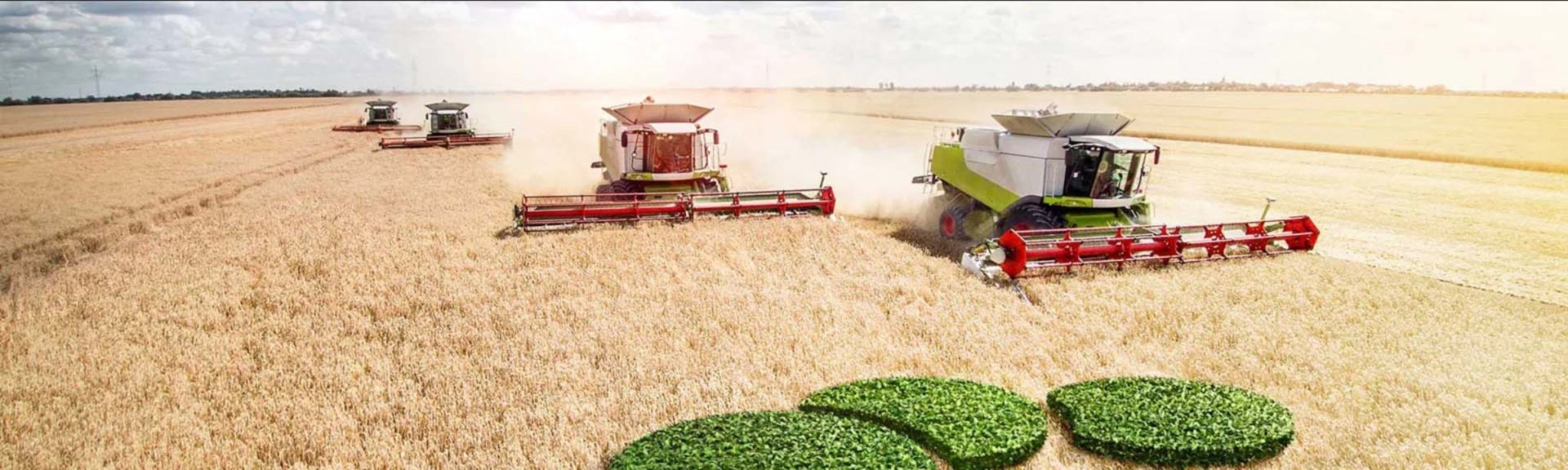 kombajn slízí bělavě zralou úrodu