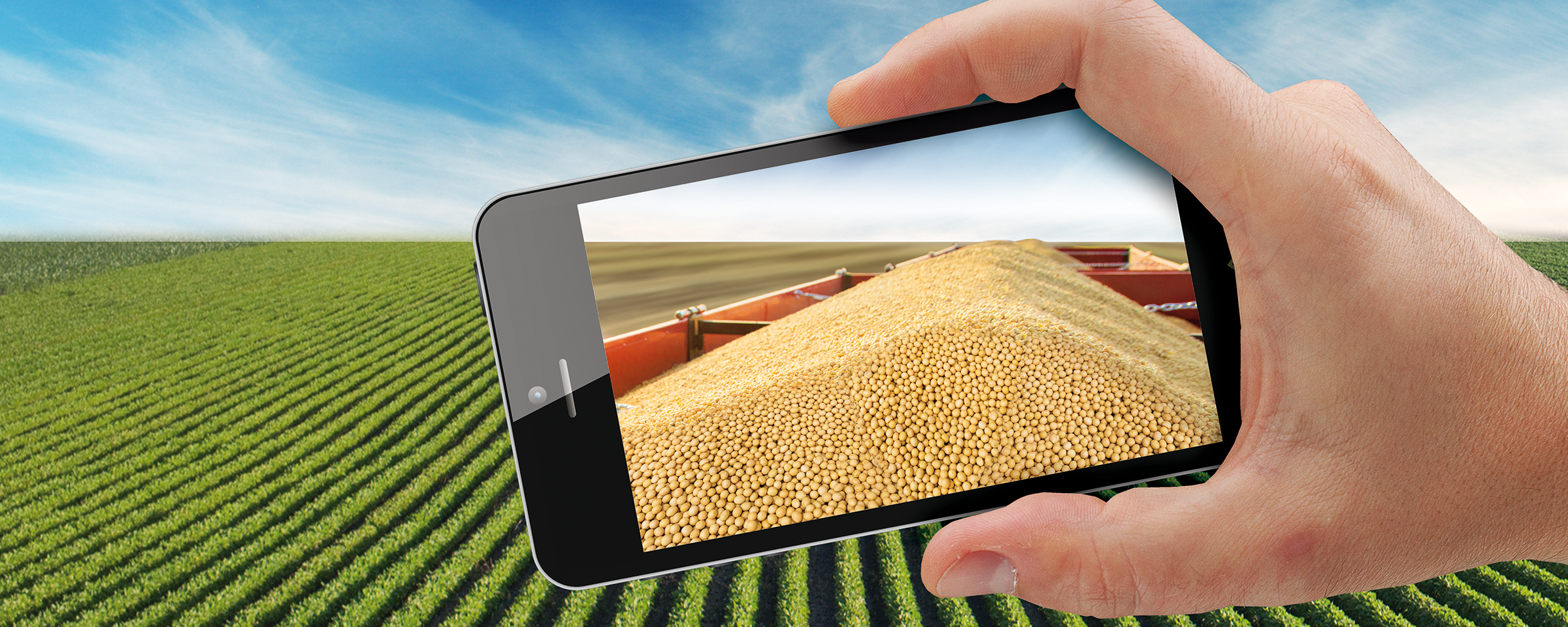 ruka drří moobilní telefon před polem se sójou a ukazuje sklizenou úrodu