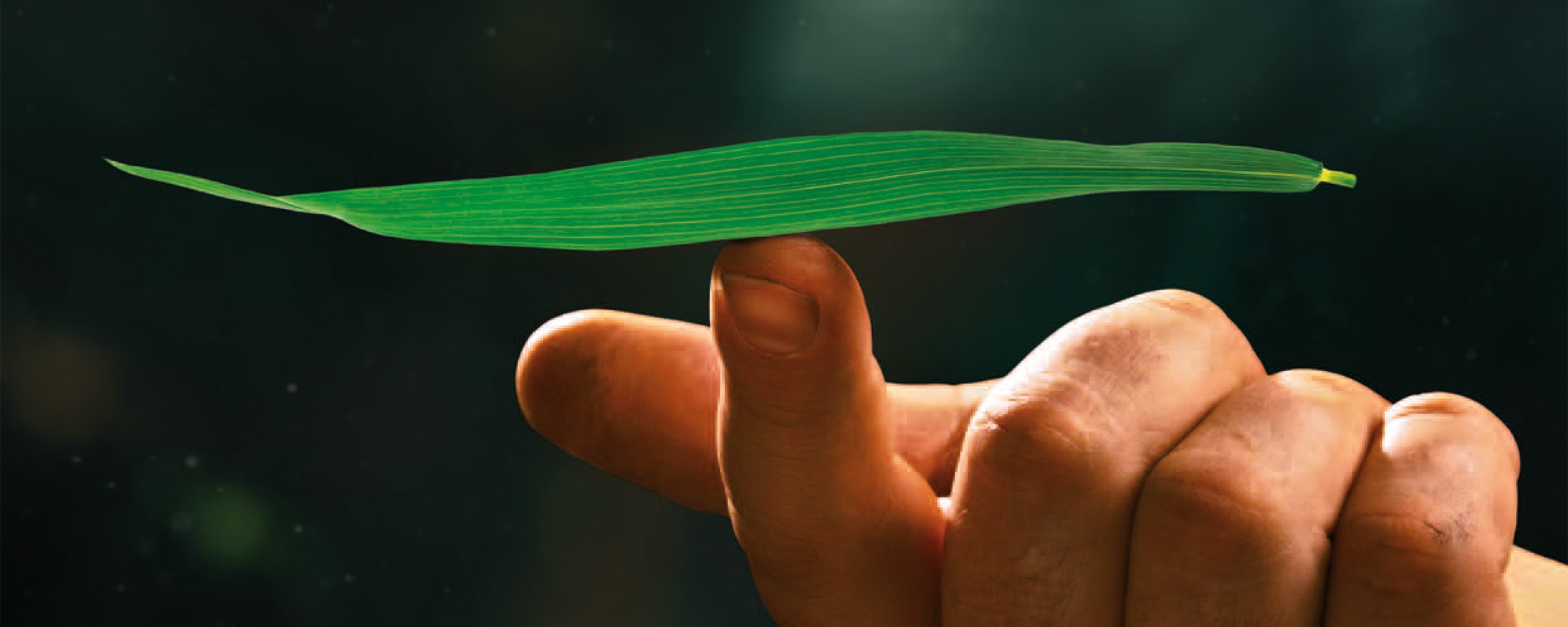 praporcový list balancuje na prstě