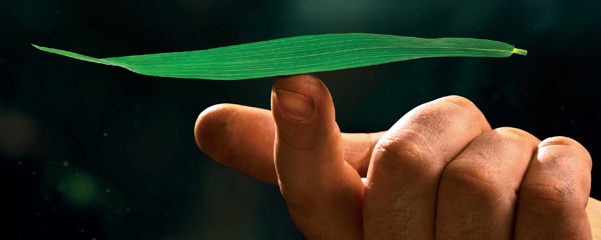 praporcový list balancuje na prstě