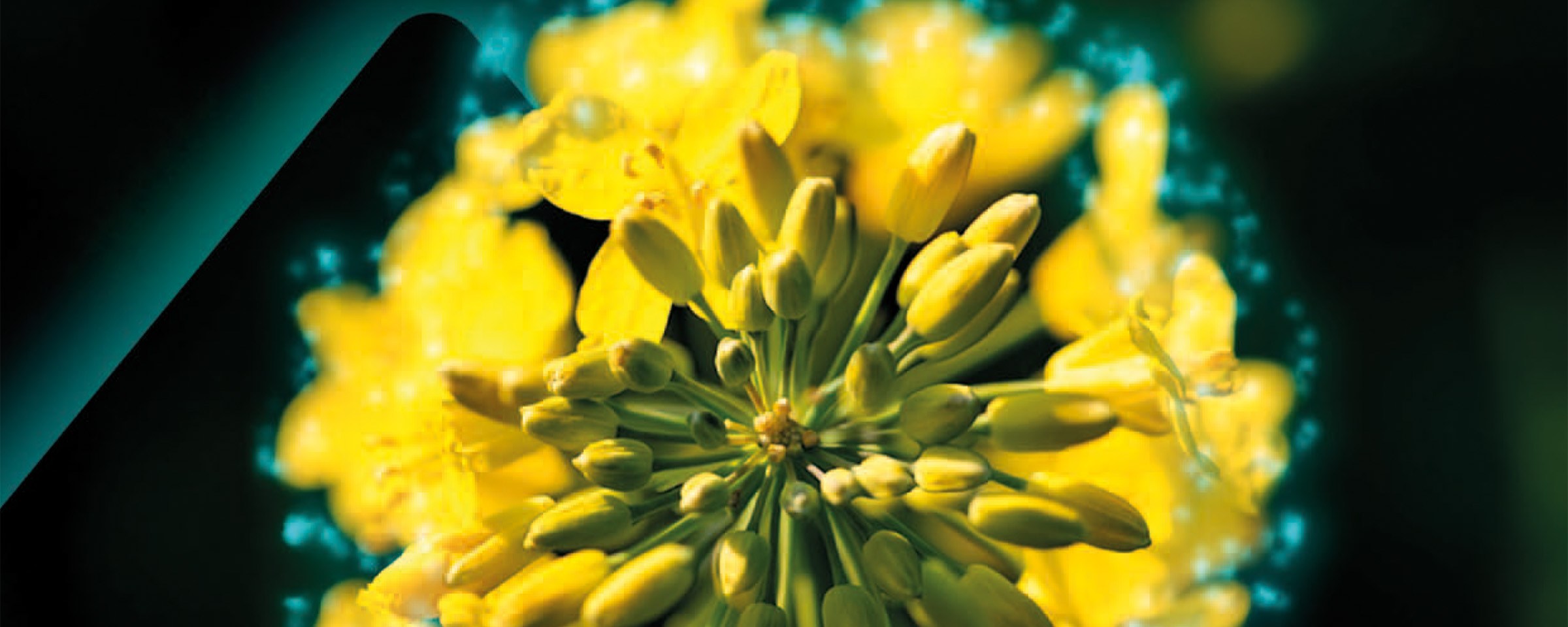 květ řepky se šipkou, která směřuje nahoru