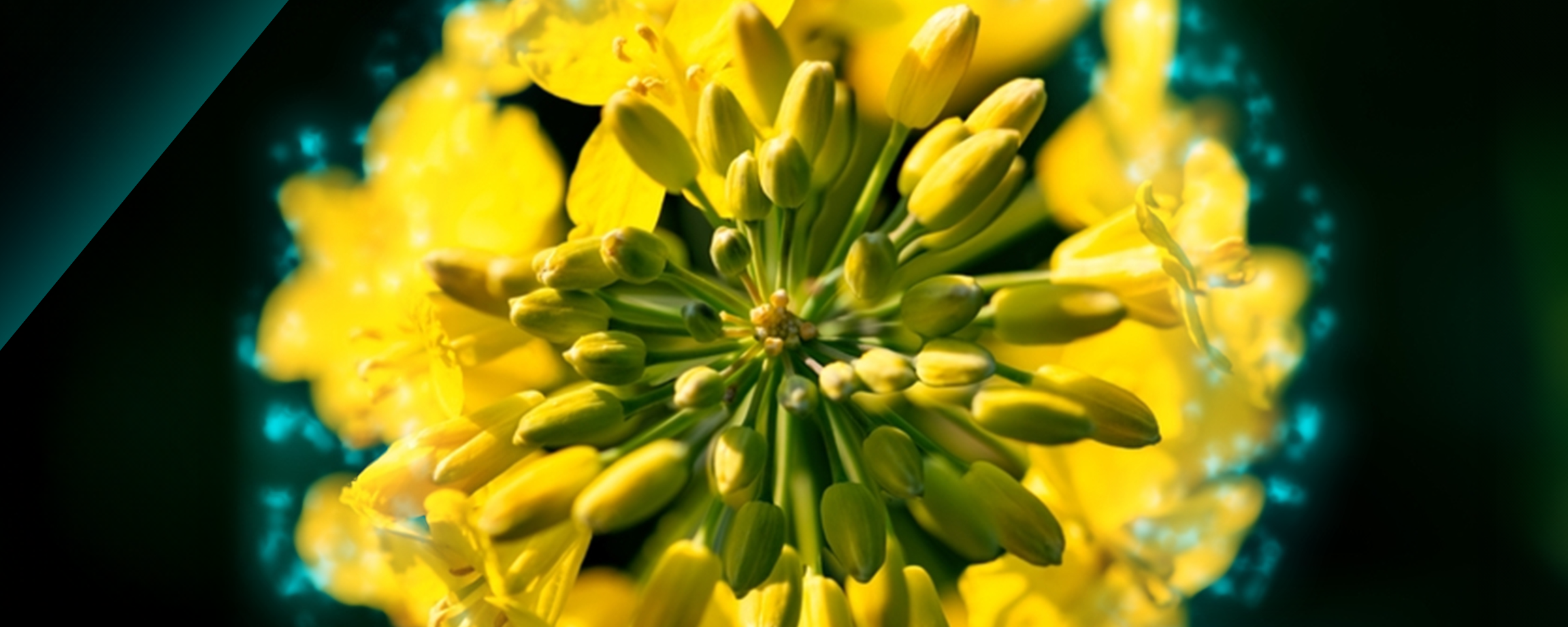 květ řepky se šipkou, která směřuje nahoru