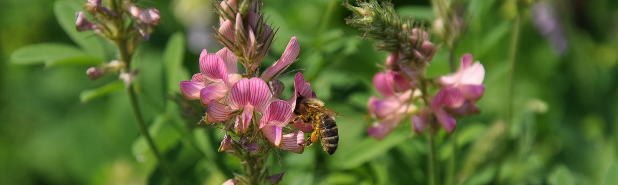 včela se noří do květu vičence ligrusu