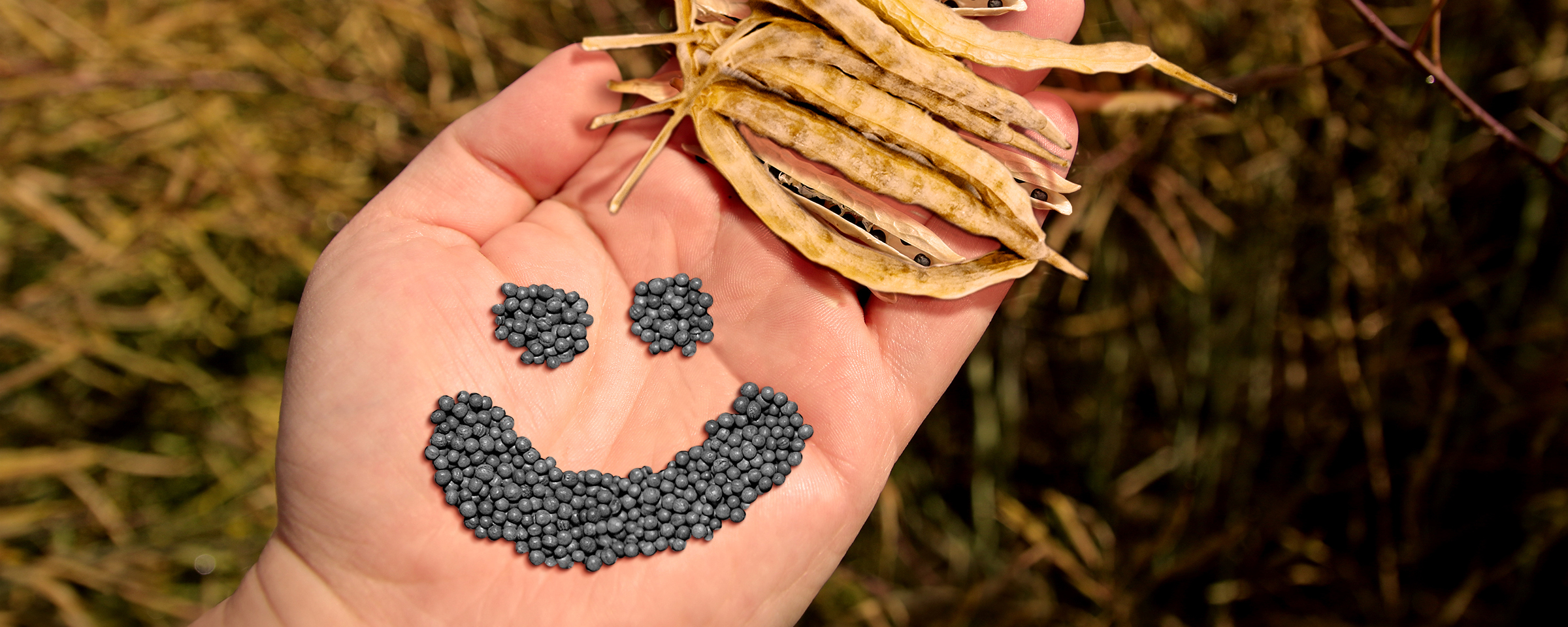 dlaň drží šešule řepky a vysypaná semínka mají tvar úsměvu