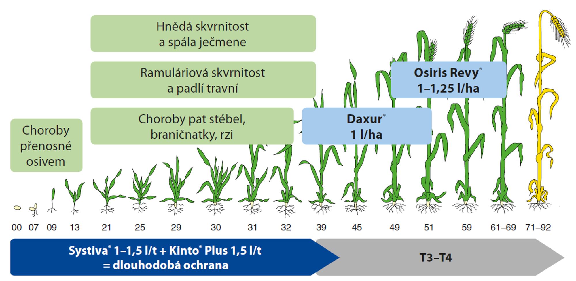 po namoření osiva doporučujeme fungicidní ochranu, kupříkladu přípravky Daxur nebo Osiris Revy přehled přípravků pro ochranu obilnin, mořidla: Systiva, Kinto Plus, Relenya, fungicidy: Daxur, Osiris Revy
