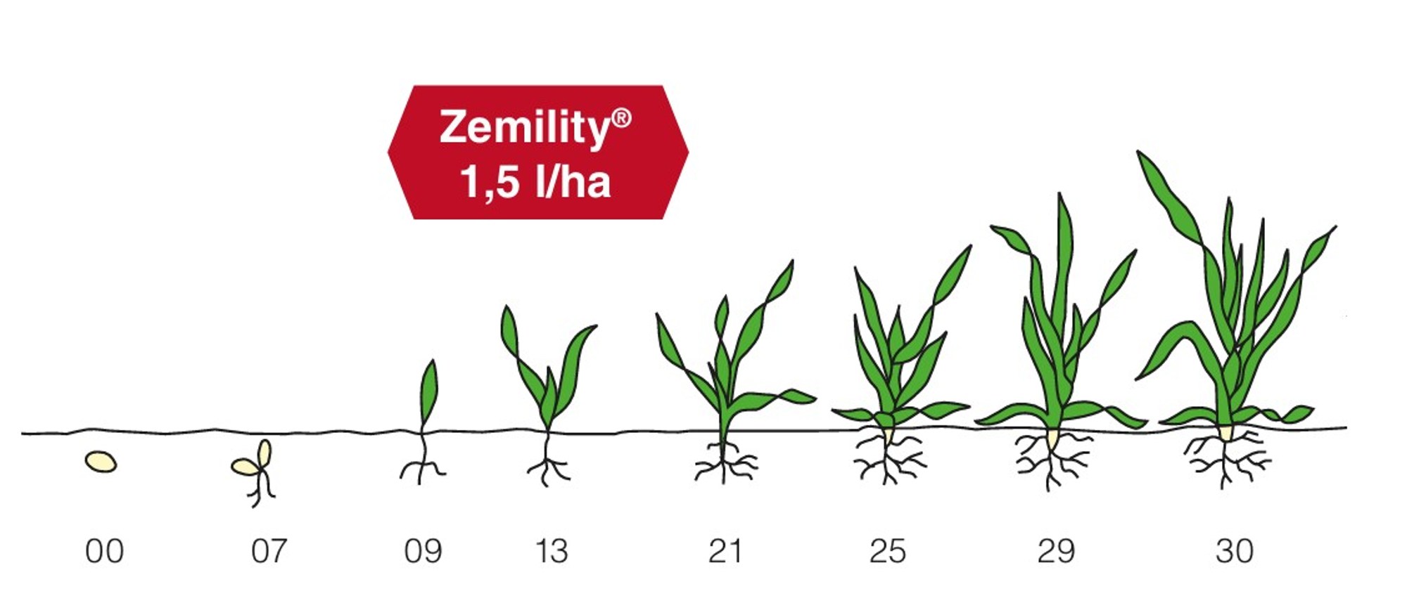 Doporučení k aplikaci přípravku Zemility ve vhodné vývojové fázi obilnin