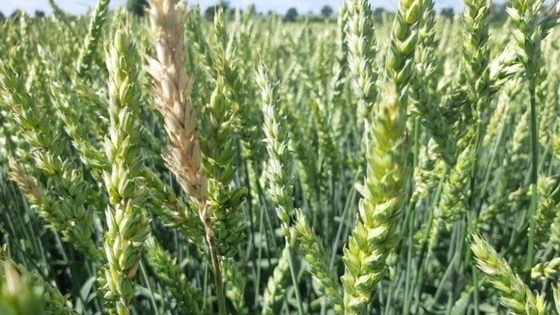 detailní pohled na obilné klasy, zelená zralost, jeden z klasů je napaden houbovou chorobou