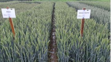 Pokus ADW Agro a.s., Lesonice 2020