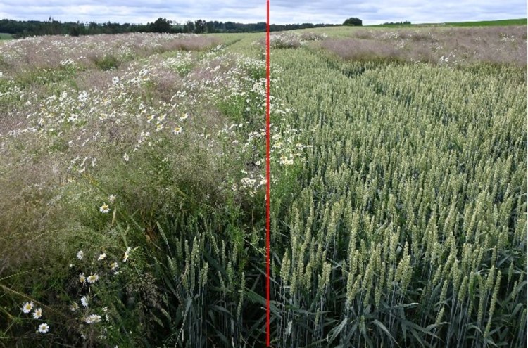 porovnání neošetřeného porostu a porostu ošetřeného herbicidem Ataman® Complete