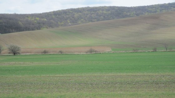 vzcházející ozimy na podzim