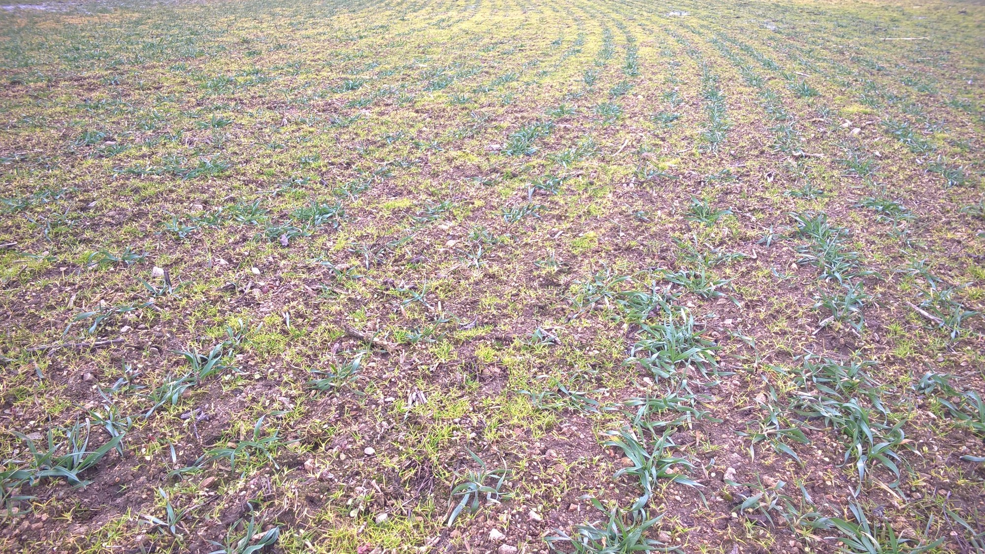 Účinek přípravku Pontos® na chundelku metlici