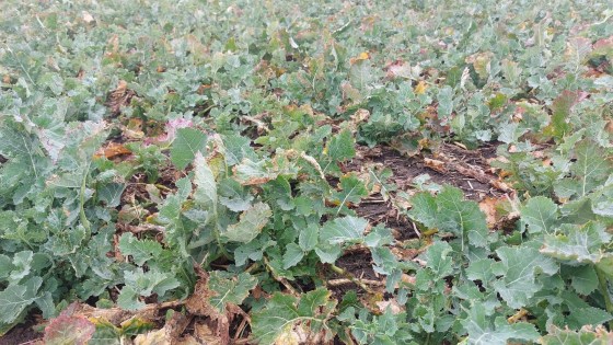 porost řepky olejky na jaře