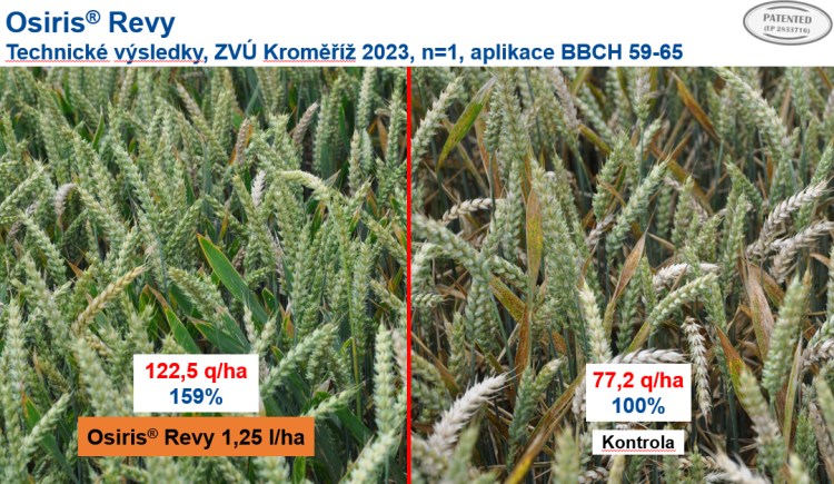 Vysoké napadení fusariózami bylo způsobeno umělou infekcí