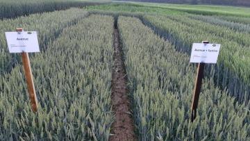 Pokus ADW Agro a.s., Lesonice 2020