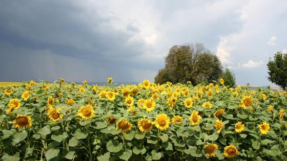 slunečnicové pole v květu a v podmračeném dni