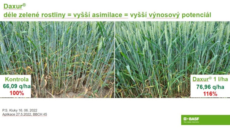 Daxur® dokáže příznivě ovlivnit fyziologické procesy v rostlinách, které potom lépe odolávají stresu. Na obrázcích je patrné, že i při nízkém napadení chorobami, jsou ošetřené rostliny mnohem vitálnější a tato skutečnost se projevila ve zvýšeném výnosu.