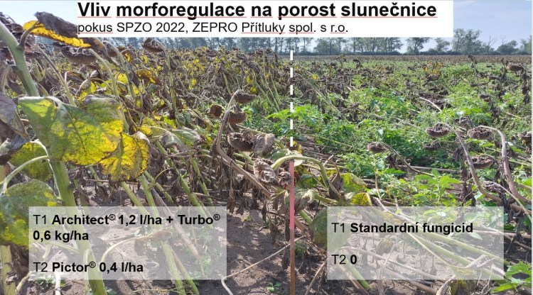 Z důvodu silného větru došlo na lokalitě v Přítlukách k polehnutí části porostu, kde byl použitý klasický fungicid a kontrola. Varianta s přípravkem Architect® zůstala nepolehlá!!! V praxi se ukázal morforegulační efekt tohoto přípravku. Z důvodu poškození porostu nebylo možné na této lokalitě objektivně posoudit výnos.