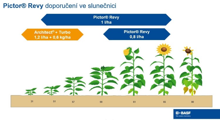 Základní dávka přípravku Pictor® Revy je 1 l/ha. Při použití technologii dvou ošetření je možné dávku snížit na 0,8 l/ha.