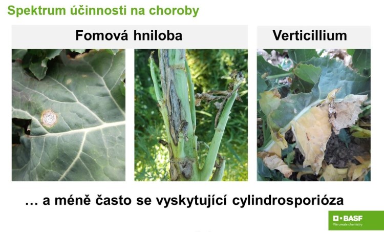 Učinkuje na široké spektrum chorob, mimo jiné má jako jediný chemický přípravek registraci proti verticilliovému vadnutí a představuje tak důležitý nástroj v integrované ochraně proti této chorobě.