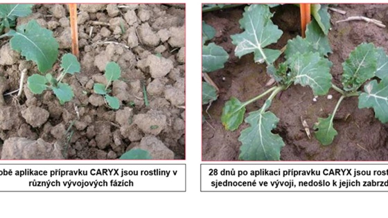 rostlinky po regulaci Caryxem