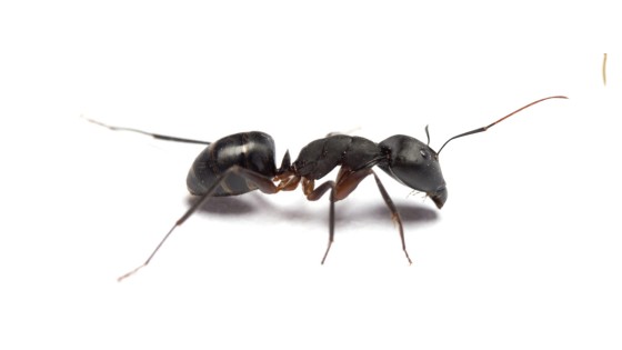 velký černý mravenec